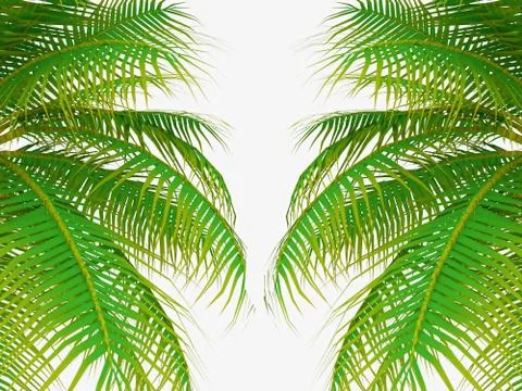 Palm tree leafs on white background Illustrazione stock