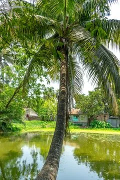 Palm tree leaned over pond. Stock Photos