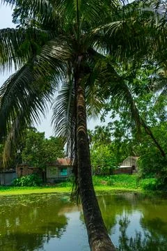 Palm tree leaned over pond. Stock Photos