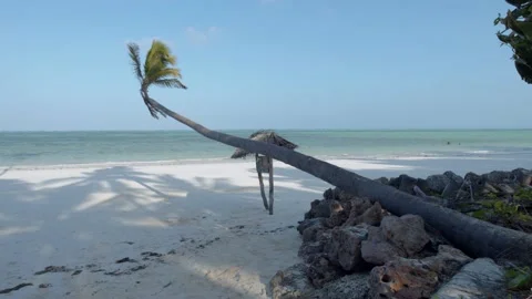 Palm tree leaning extending over perfect sandy beach Stock Footage 148531347