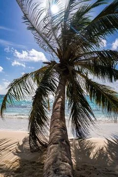 Palm tree leaning over a sandy tropical beach in Maldives Fotos de archivo