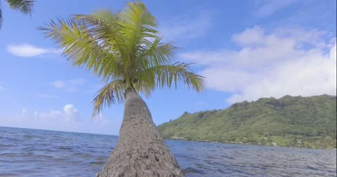 Palm tree leaning over tropical island ocean water Stock Footage 138894675