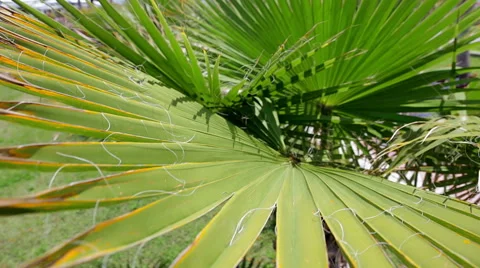 Palm tree leave close-up. Stock Footage 49455627