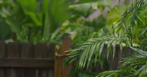 Palm tree leaves after rain on a blurry background Stock Footage 150643769