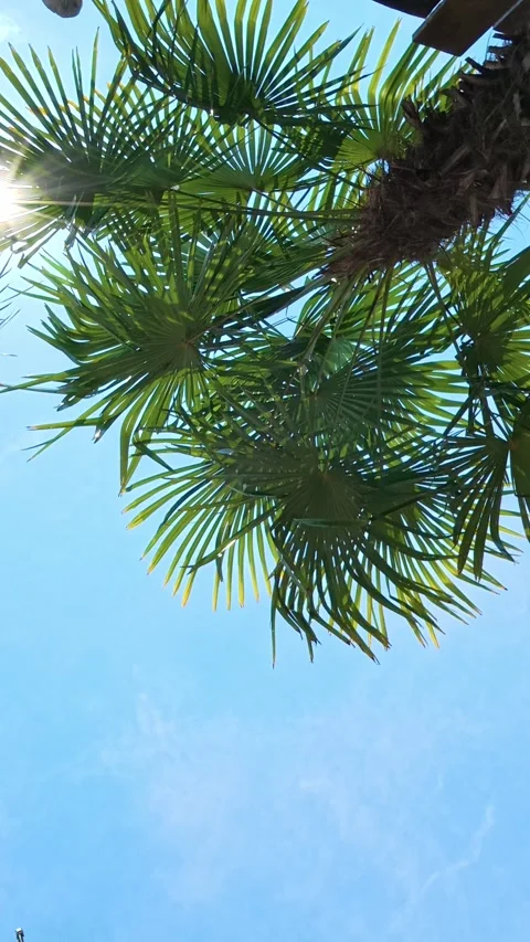 Palm tree leaves against blue sky in tropical paradise Stock Footage 337324806