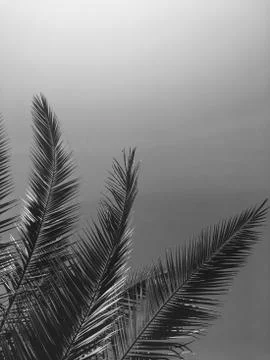 Palm tree leaves and the sky, summertime travel background Stock Photos