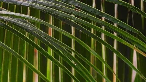 Palm tree leaves and tropical rain during cyclonic weather. Rainforest. Stock Footage 132017006