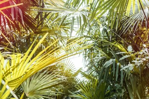 Palm tree leaves background Stock Photos