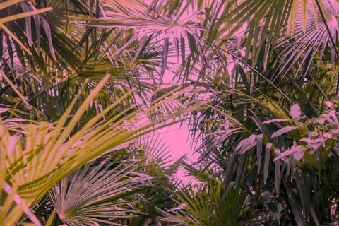Palm tree leaves background Stock Photos