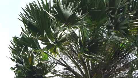 Palm tree leaves blowing and swaying in strong wind under bright daylight Stock-Footage 340187637