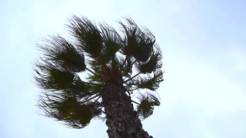 Palm tree leaves blowing in strong wind Stock Footage 344859402