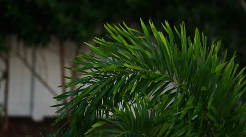 Palm tree leaves blowing in the wind Video stock 63115955