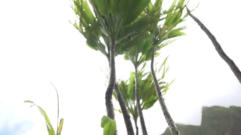 Palm Tree Leaves Blowing in the Wind High Contrast Stock Footage 82353061