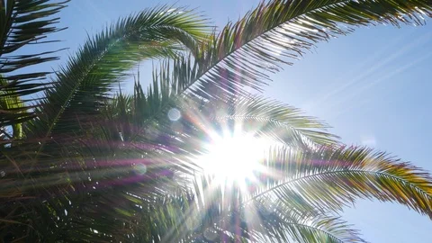 Palm tree leaves blowing in wind with lens flare from sun on right Stock Footage 104433705