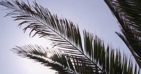 Palm tree leaves blowing in the wind on a sunny day with sun Stock Footage 131864653