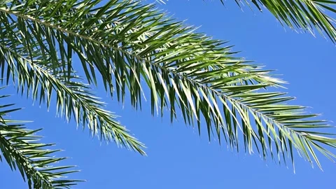 Palm Tree Leaves Blowing in Wind Peacefully Stock Footage 140483079
