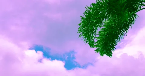 Palm tree leaves blowing by the wind on a background of a velvet psychedelic sky Stock Footage 144097620