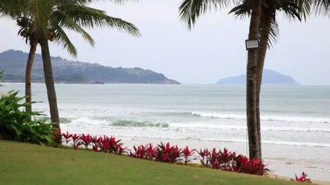 Palm tree leaves blowing in the wind, green background, Hainan, China Vídeos de archivo 302474213
