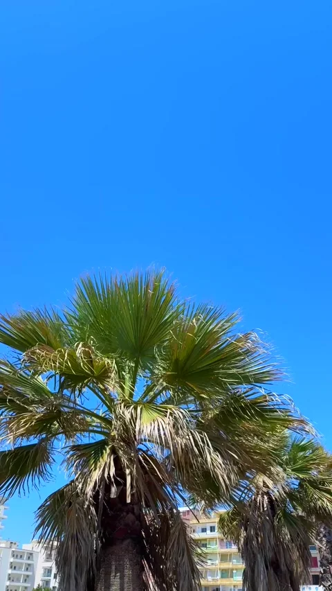 Palm Tree Leaves Blowing in Wind Against Bright Blue Sky on a Summer Day Stock Footage 310210561