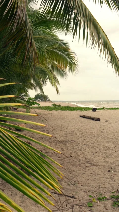 Palm tree leaves blowing in the wind on a tropical sandy beach Stock Footage 325526521