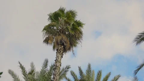 Palm tree leaves blowing in the wind Видео 339205468
