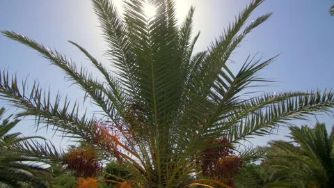Palm tree leaves of blue sky background Stock Footage 140137191