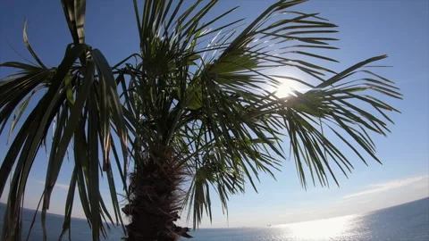 Palm tree leaves in blue sky. Sun sky palm tree. Palmtree sunrise Stock Footage 141893296