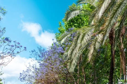 Palm Tree Leaves On Blue Sky In Downtown Barcelona City, Spain Stock Photos