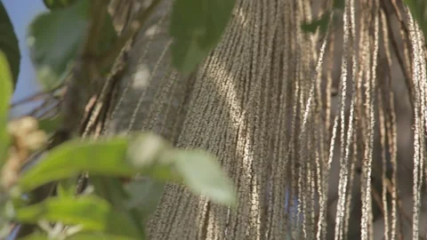 Palm tree leaves bouncing with the wind Stock Footage 130646905