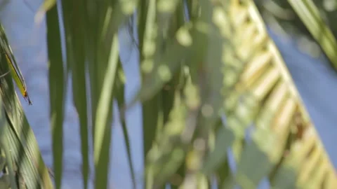 Palm tree leaves bouncing with the wind Stock Footage 130652397