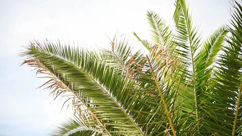 Palm tree leaves branches slowly moving in the wind against blue sky. Slow Stock Footage 199092489