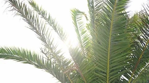 Palm tree leaves branches slowly moving in the wind against blue sky. Slow Stock Footage 199982531