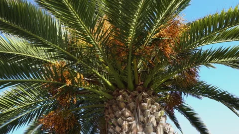 Palm tree leaves close up against the blue sky.  Video stock 171875662