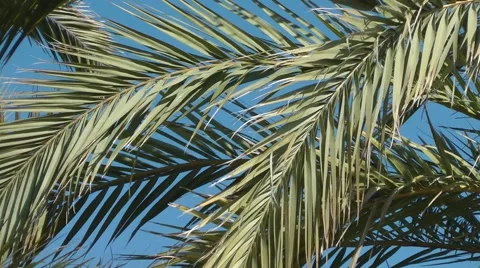 Palm tree leaves close up moving blue sky swaying Stock Footage 48622396