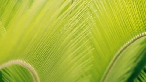 Palm tree leaves closeup. Macro closeup 4K. Fresh green leaves Video stock 94449679