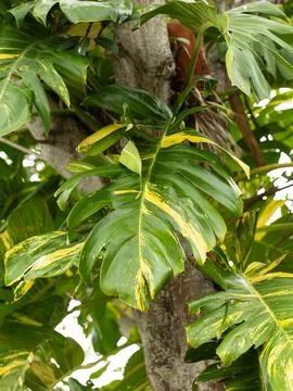 Palm tree leaves in Coco Beach Florida Stock Photos