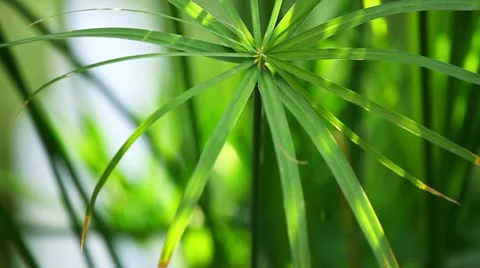 Palm tree leaves Video stock 11481078