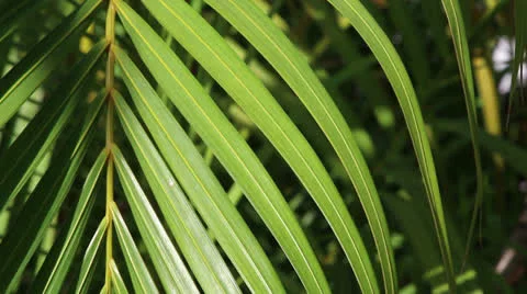 Palm tree leaves Stock Footage 23362324
