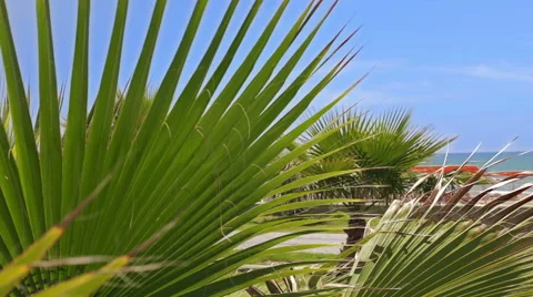 Palm tree leaves. Stock Footage 49457808