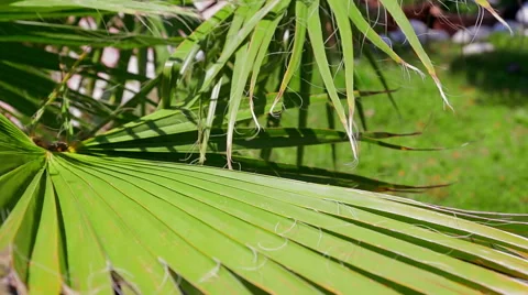 Palm tree leaves. Stock Footage 49471090