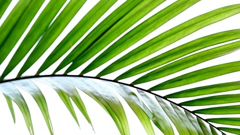 Palm Tree Leaves Stock Footage 74287458