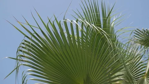 Palm tree leaves Stock Footage 75298425
