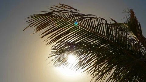 Palm tree leaves 스톡 동영상 107680445