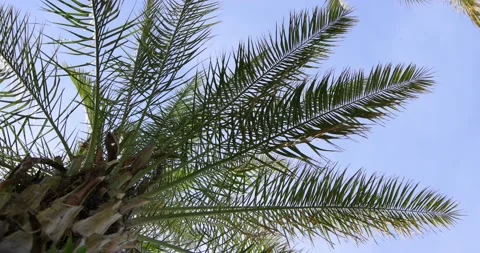 Palm tree leaves Stock Footage 158560687
