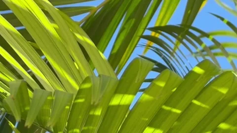 Palm tree leaves Stock Footage 289552208