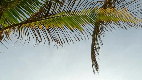 Palm Tree Leaves Framing the Blue Sky – Tropical Vacation Stock Footage 315541982