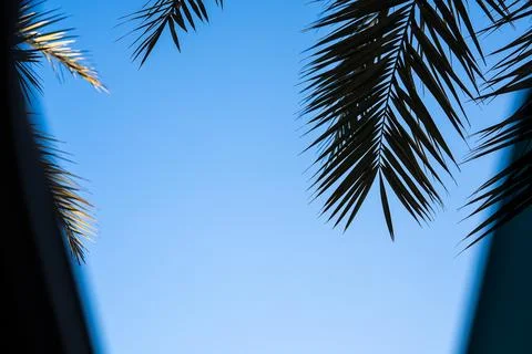 Palm tree leaves framing bright blue sky with natural sunlight and shadow play Stock Photos