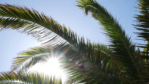 Palm tree leaves gently blowing in the breeze Stock Footage 104434626