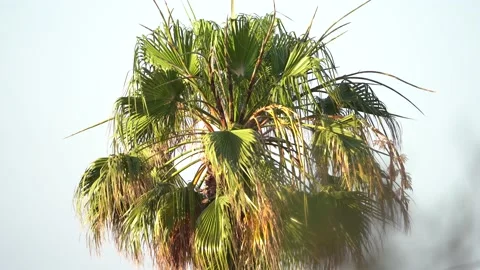 Palm tree leaves gently blowing in the breeze. Stock Footage 222087828