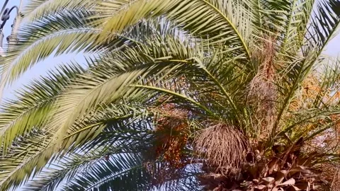 Palm tree leaves grove under sun blue sky Vídeos de archivo 314288009